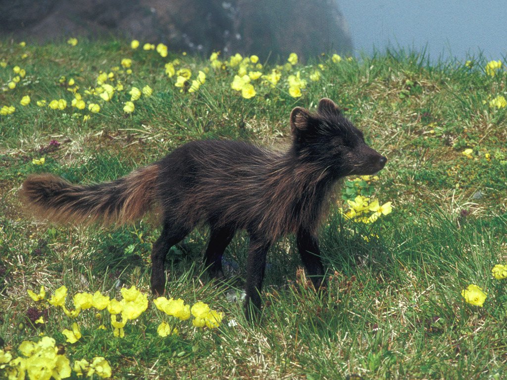 arctic fox b.jpg