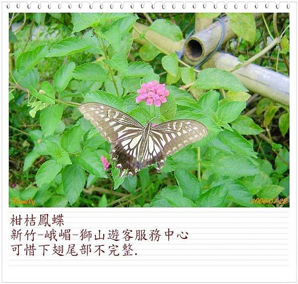 柑桔鳳蝶0601