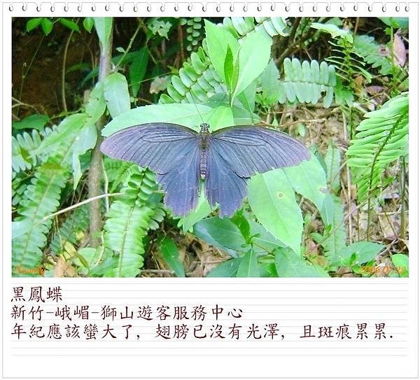黑鳳蝶0602