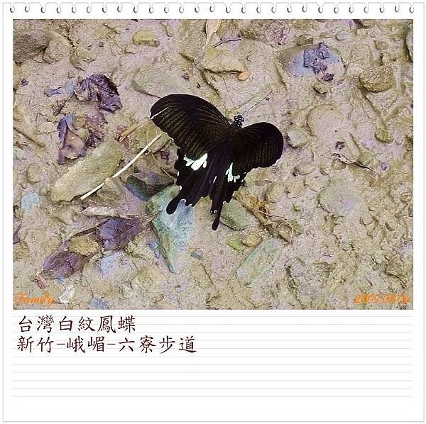 台灣白紋鳳蝶0501