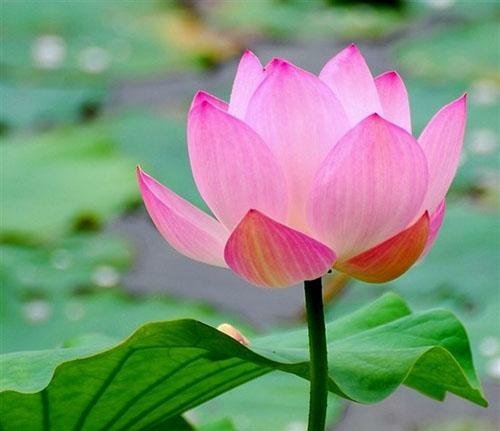 佛教的五樹六花你知道哪些？沒準在你家就有哦！