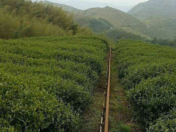 杉林溪茶.jpg