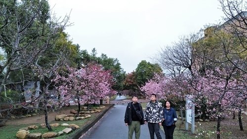 110.2.12.初一崴立櫻花 .中社花市.后里環保 (49).jpg - 110.2.12.初一崴利櫻花.中社花市.后里環保公園