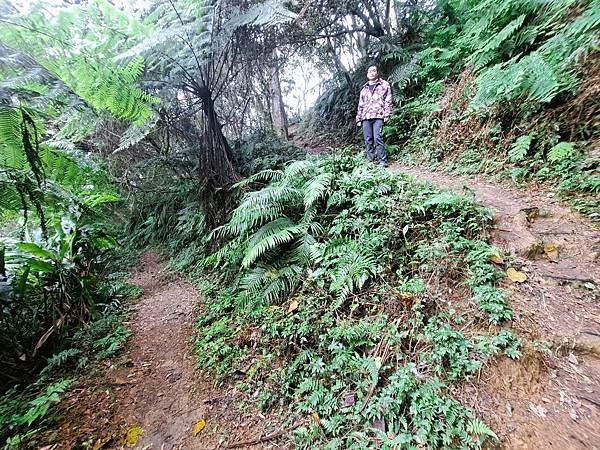 114.1.1石門山登山步道(上)