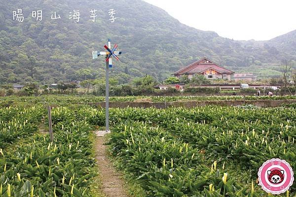 陽明山海芋01-01