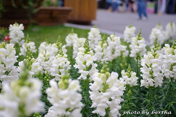 3月31日 花博新生公園-7 金魚草.jpg