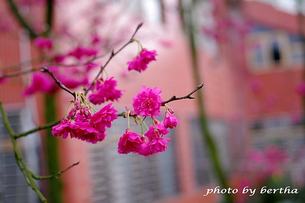 山櫻花.jpg