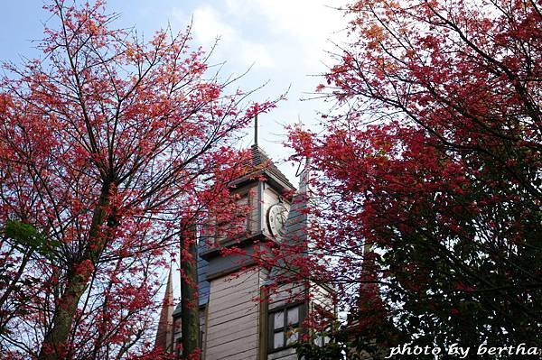 4月2日台北奧萬大楓樹.jpg