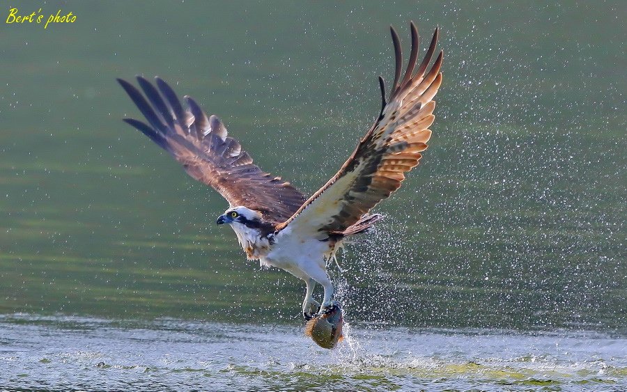 Osprey Fishing Show.JPG