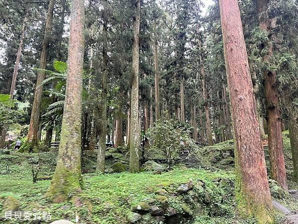 【南投鹿谷】溪頭自然教育園區 | 溪頭森林遊樂區 | 南投景