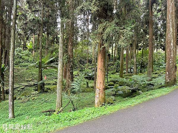 【南投鹿谷】溪頭自然教育園區 | 溪頭森林遊樂區 | 南投景