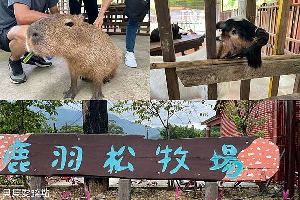【新北金山】鹿羽松牧場 | 金山休閒農場 | 新北金山親子景