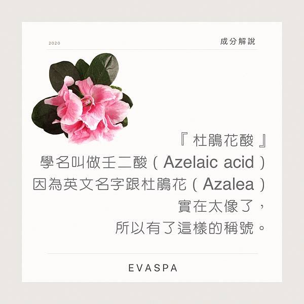 EVASPA燕仔愛漂靚 美容成份 杜鵑花酸