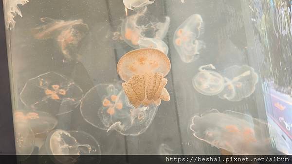 推薦新開幕海牧水產鍋物中和四號公園店超療癒水母~海鮮產地直送