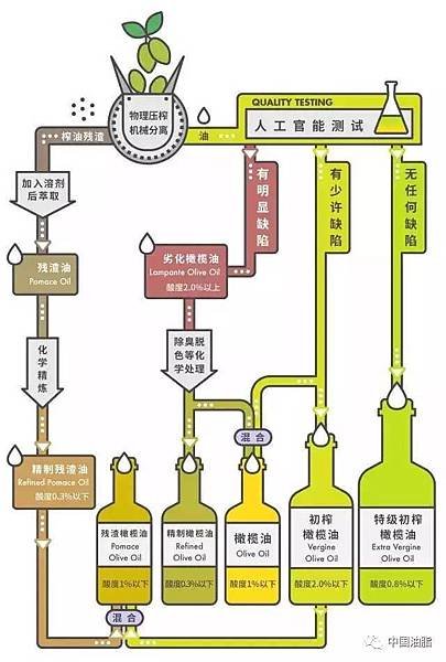 橄欖油等級.jpeg