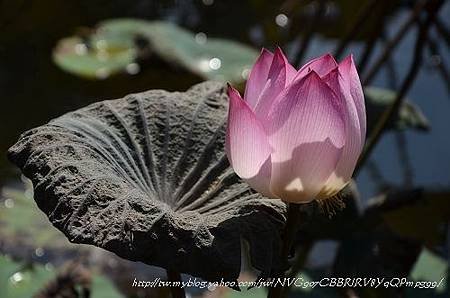 20130729台北市立植物園 008_nEO_IMG.jpg