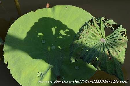 20130729台北市立植物園 029_nEO_IMG.jpg