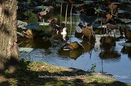 20130729台北市立植物園 037_nEO_IMG.jpg