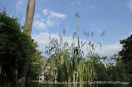 20130729台北市立植物園 061_nEO_IMG.jpg