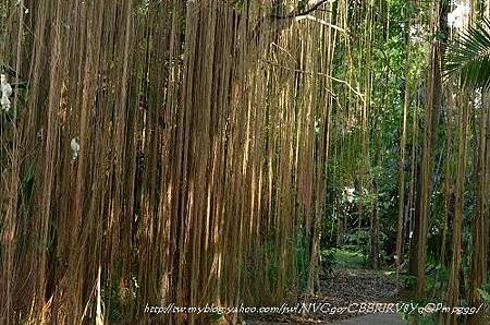 20130729台北市立植物園 080_nEO_IMG.jpg