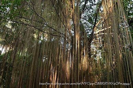 20130729台北市立植物園 082_nEO_IMG.jpg