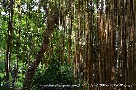 20130729台北市立植物園 084_nEO_IMG.jpg