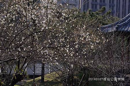 20140107逸仙公園 039_nEO_IMG.jpg