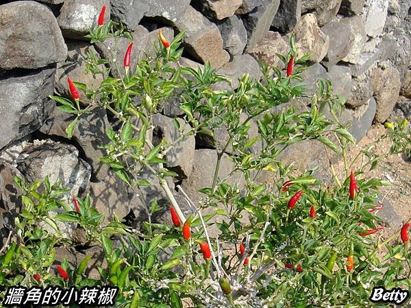 DSC07057