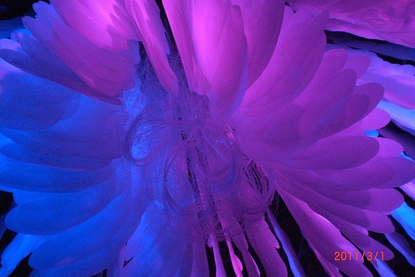 2011.2中西區長青花博 015.jpg