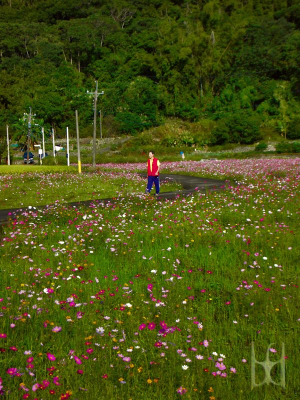 大波斯菊花海 by Samsung NV24HD