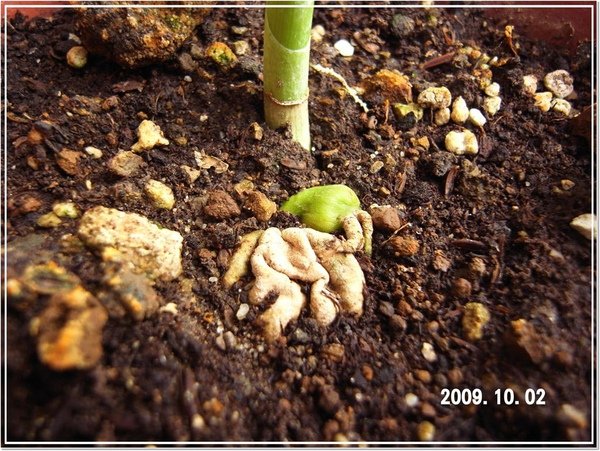 2009.10.02