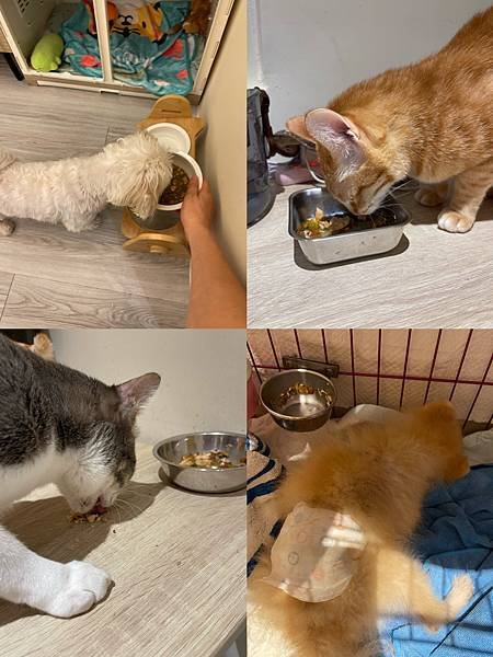 【貓狗天然鮮食推薦】除了罐頭飼料 還能有更好選擇