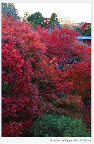 東福寺-居高臨下-1.jpg