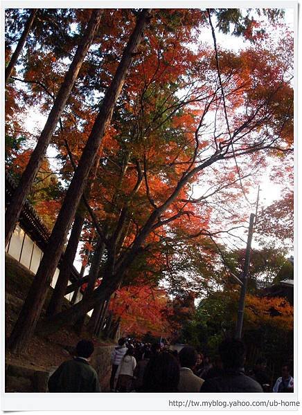 東福寺-前往通天橋-1.JPG