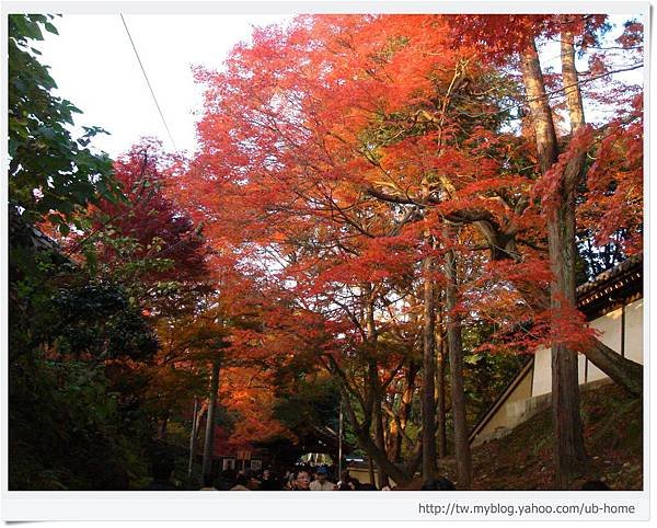 東福寺-前往通天橋的楓樹-1.JPG