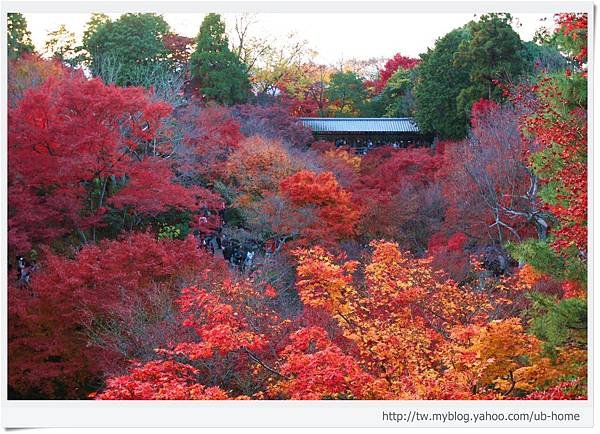 東福寺-紅葉與通天橋-1.jpg