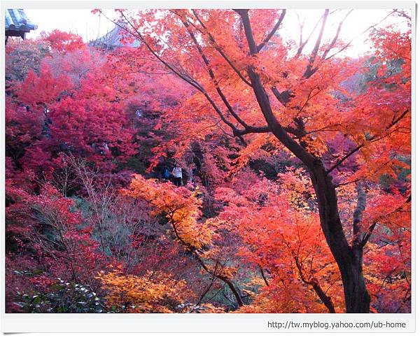 東福寺-楓林-1.JPG