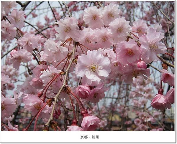 鴨川-櫻花近拍1