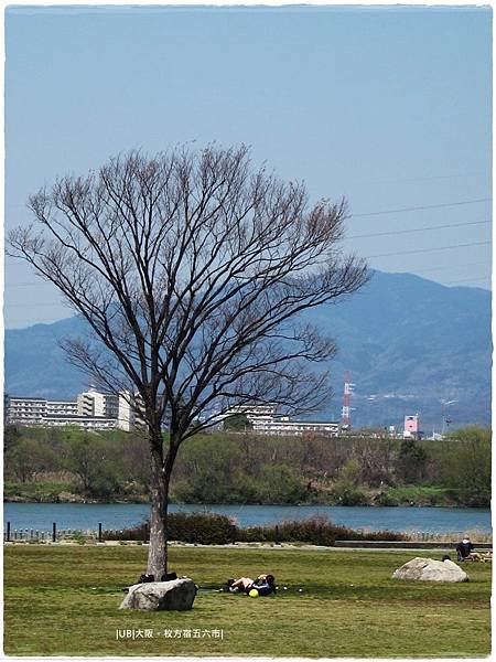 枚方宿-淀川枯樹.JPG