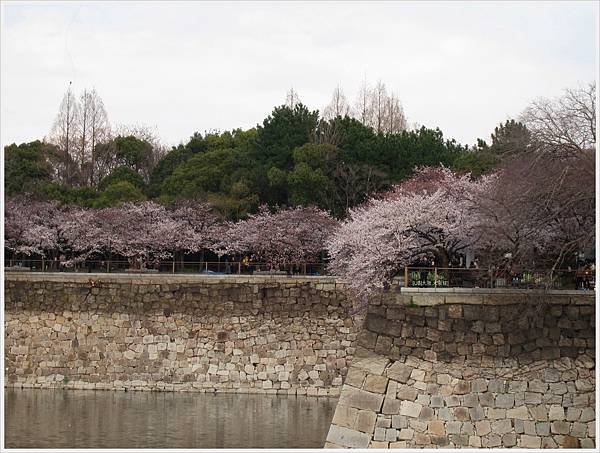 大阪城-城牆上櫻花.JPG