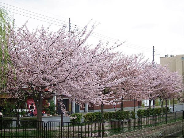 平安神宮-街道櫻花.JPG
