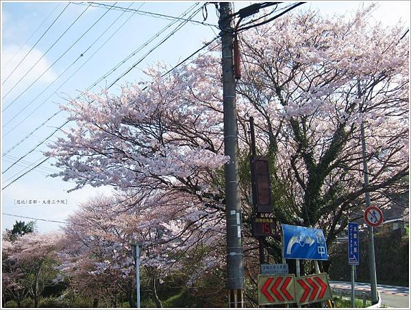 三千院-下車路邊櫻花-1.JPG
