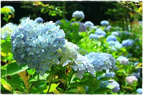 杉林溪-瀑-紫陽花-16.JPG