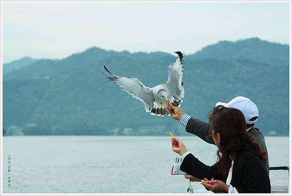 天橋立-海鳥餵食-2.JPG