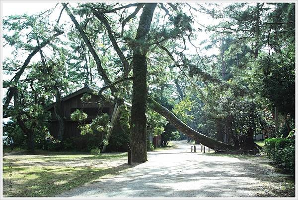 天橋立-散步道-3.jpg