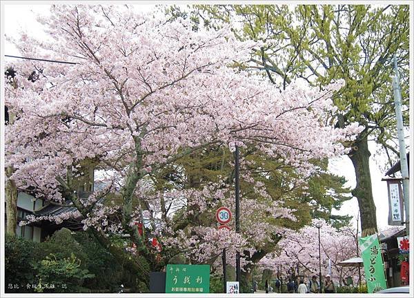 宇治-川邊街道-2.JPG