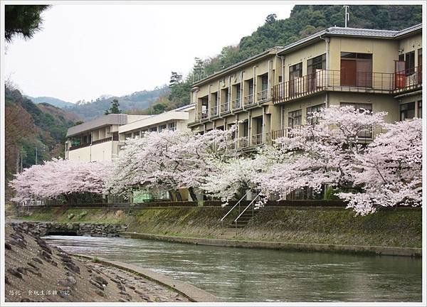 宇治-宇治川邊櫻花-1.JPG