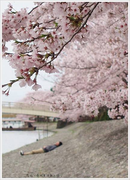 宇治-宇治-川邊櫻花-12.JPG