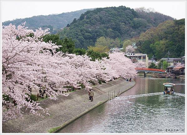 宇治-宇治-川邊櫻花-16.JPG