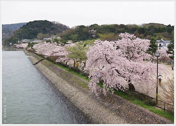 宇治-朝霧橋邊櫻花-2.JPG